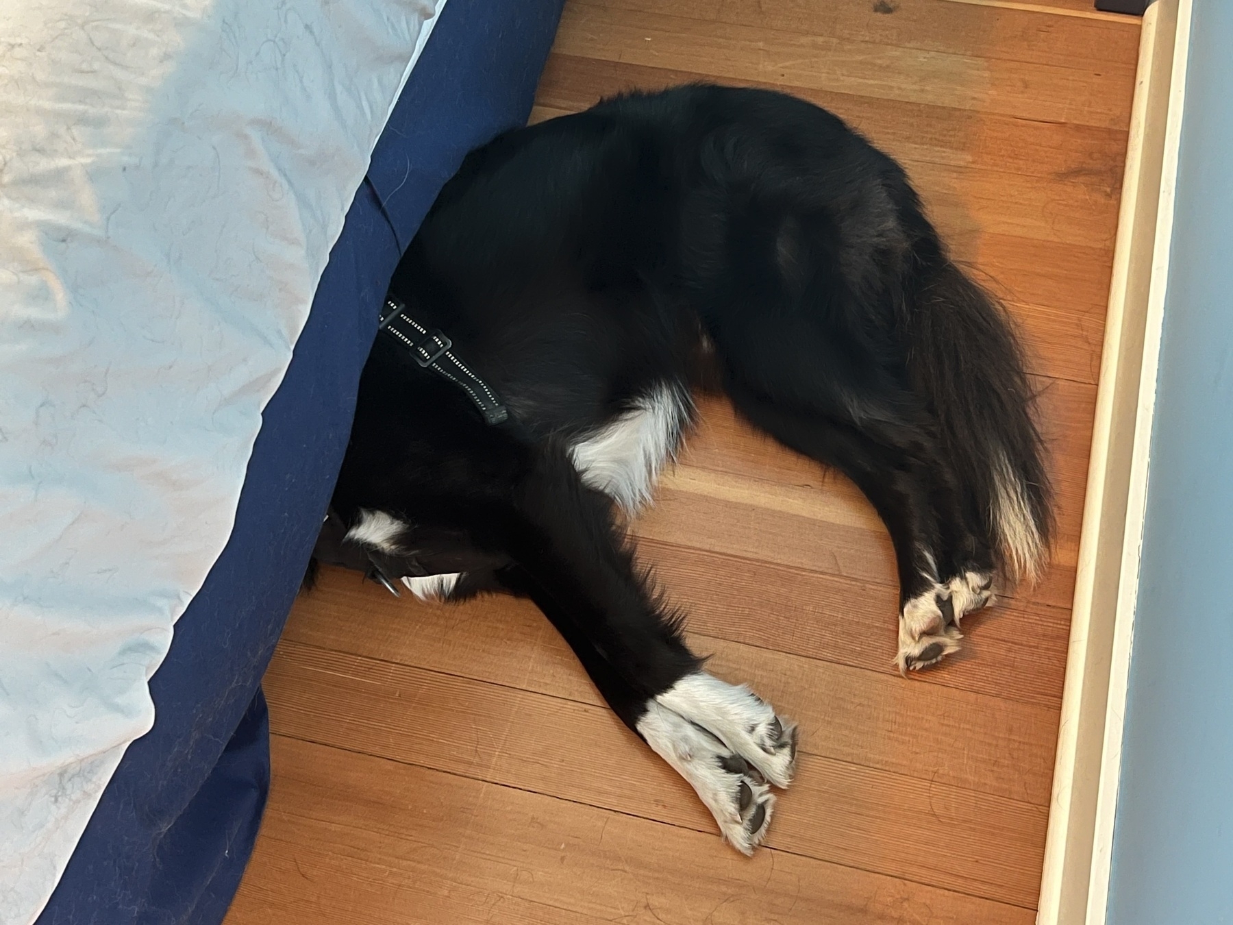 Dog hiding under bed. 